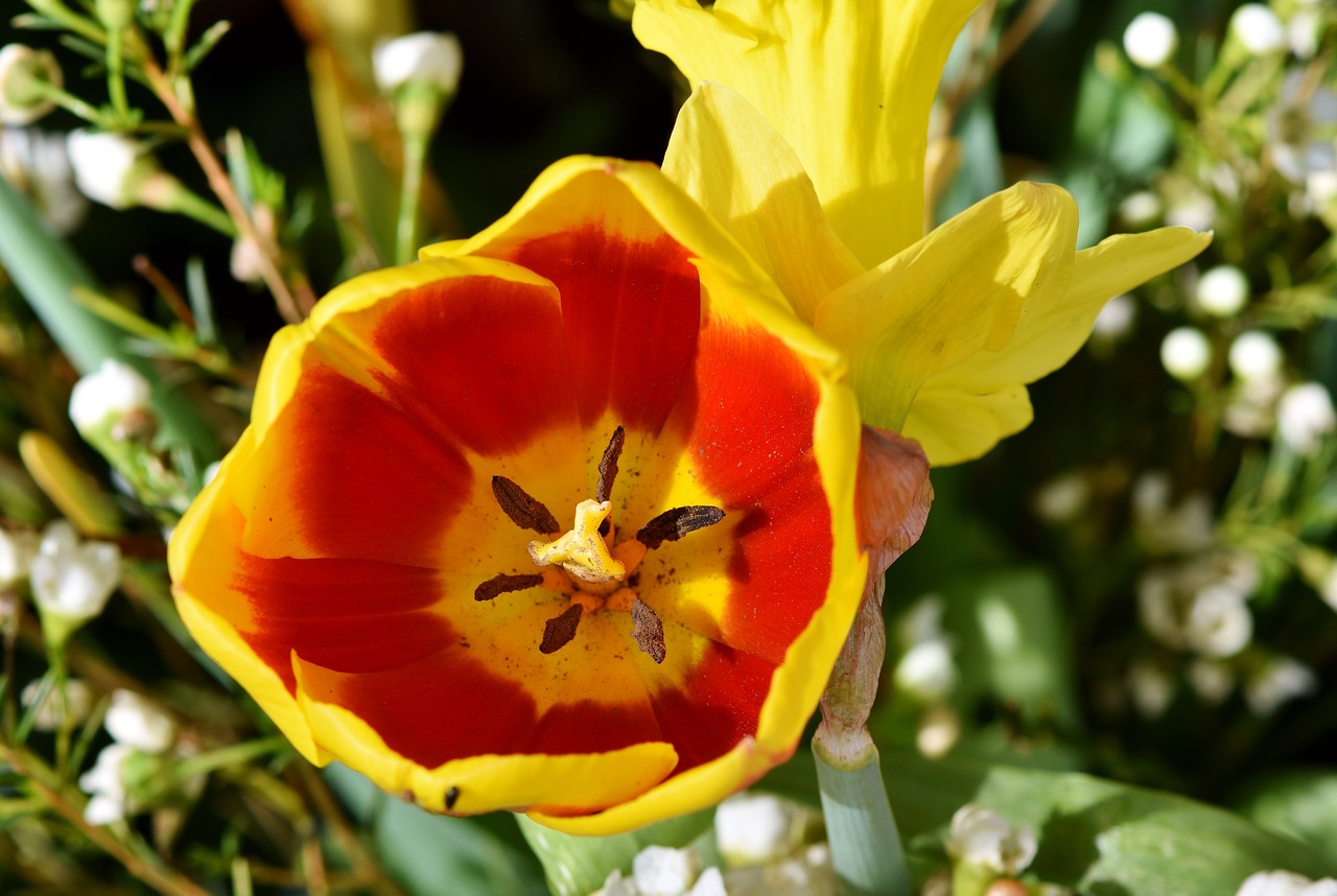 tulip schnittblume spring flowers free photo