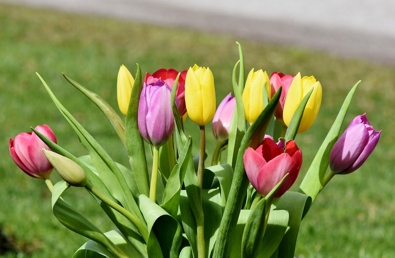 tulip tulip bouquet blossom free photo