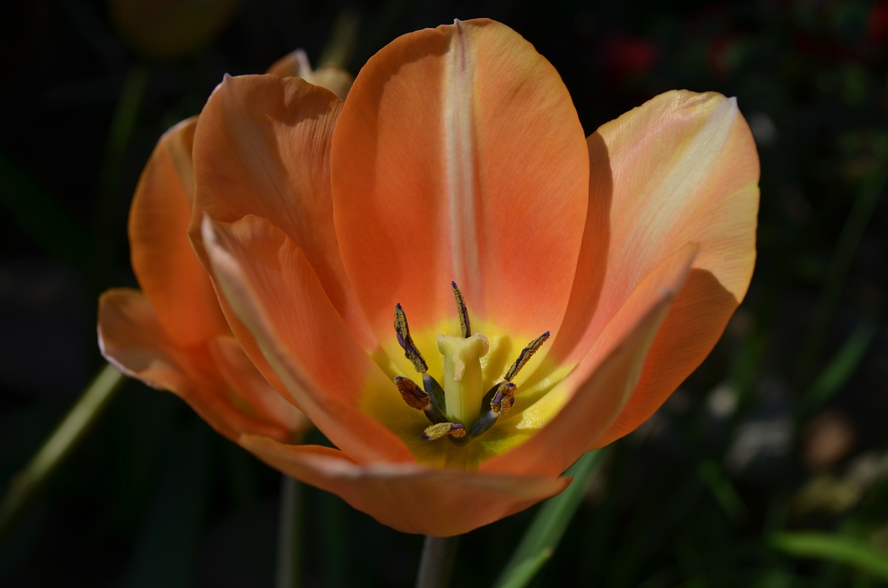 tulip blossom bloom free photo