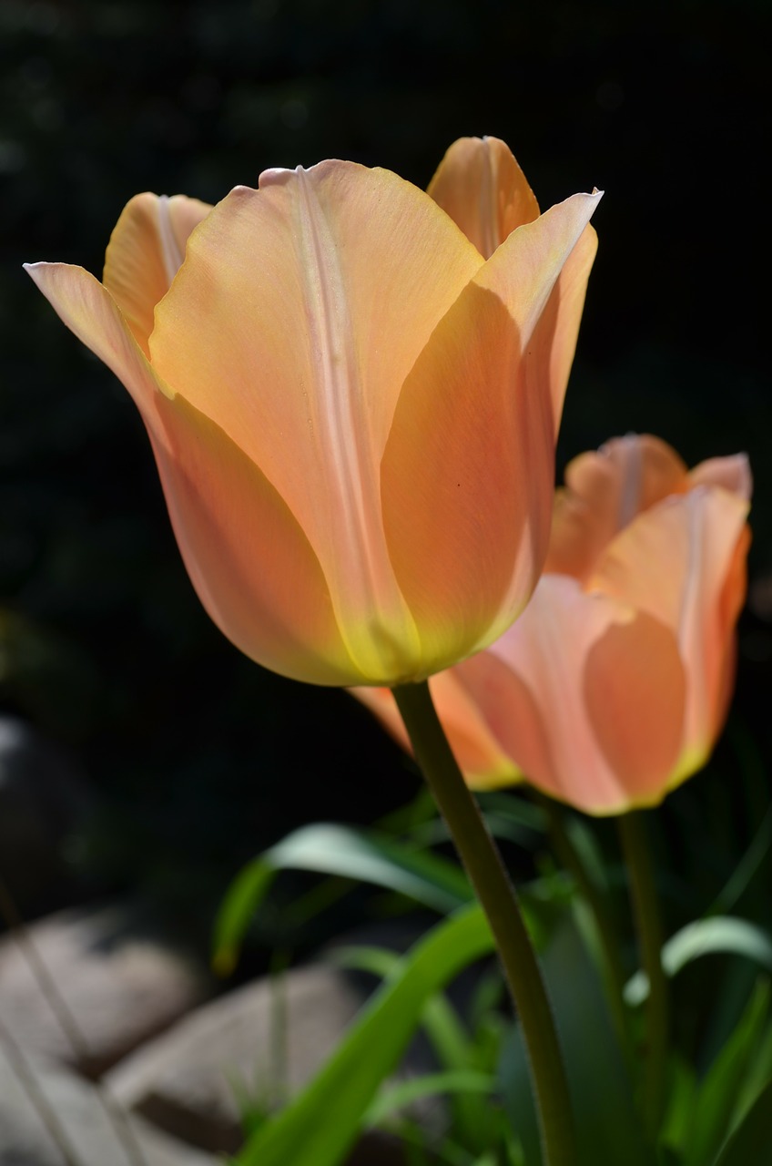 tulip flower plant free photo