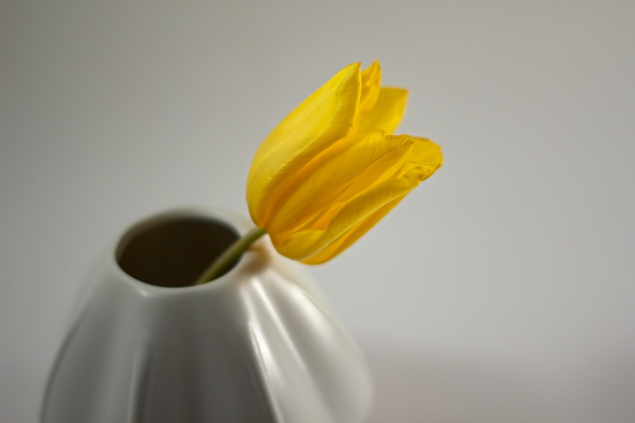 tulip flower vase free photo