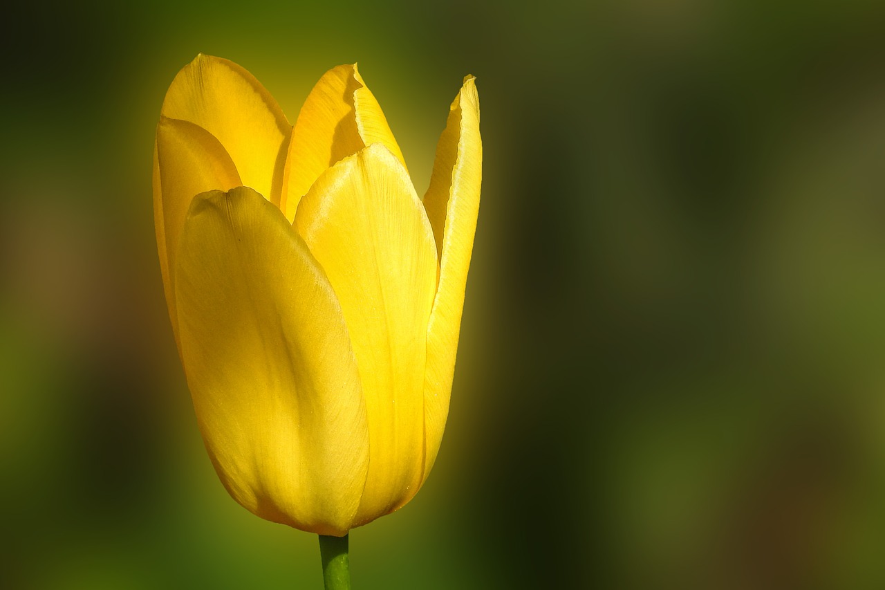 tulip nature flower free photo