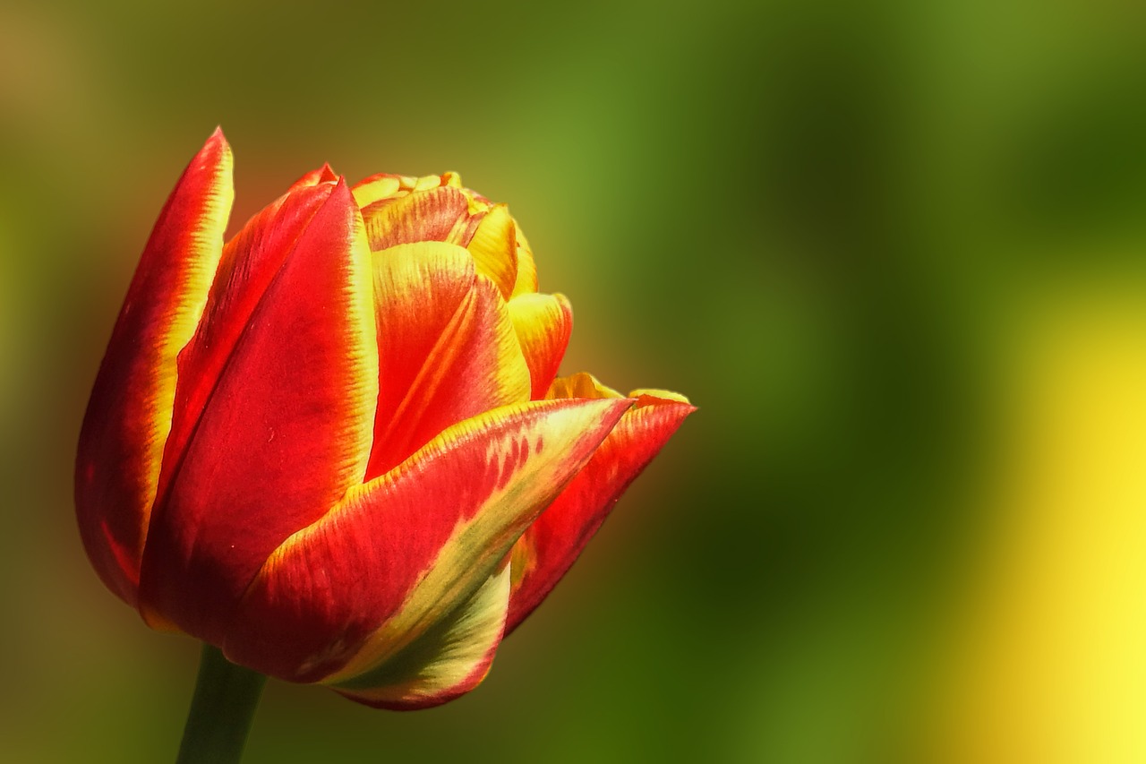 tulip nature flower free photo
