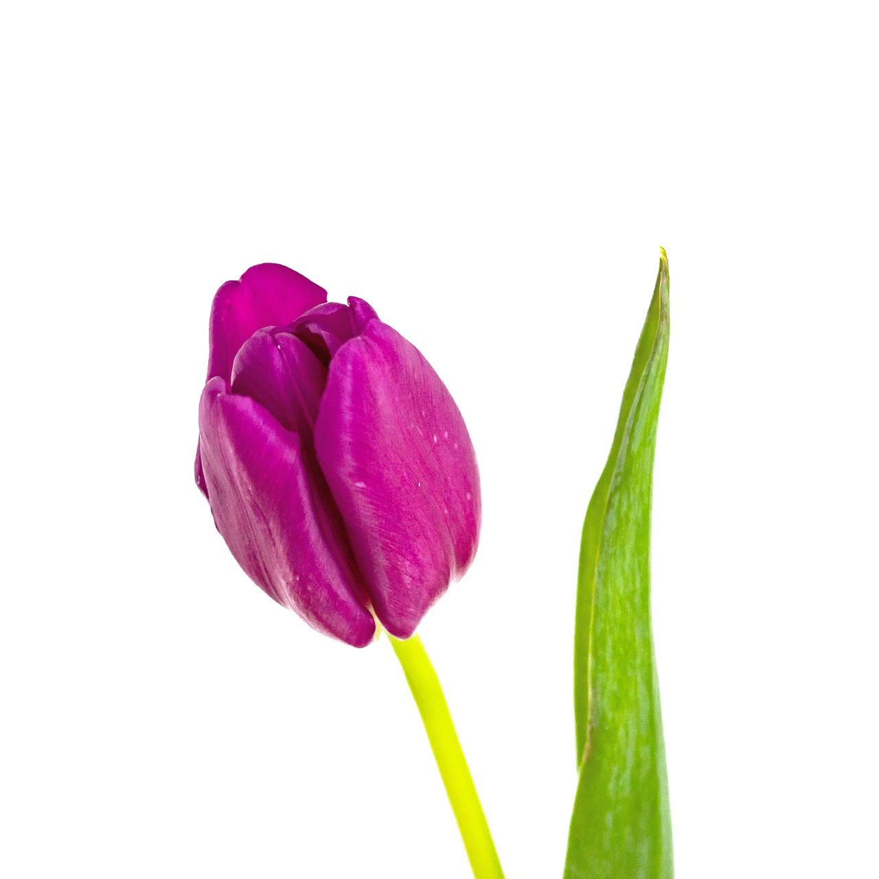 tulip nature easter free photo