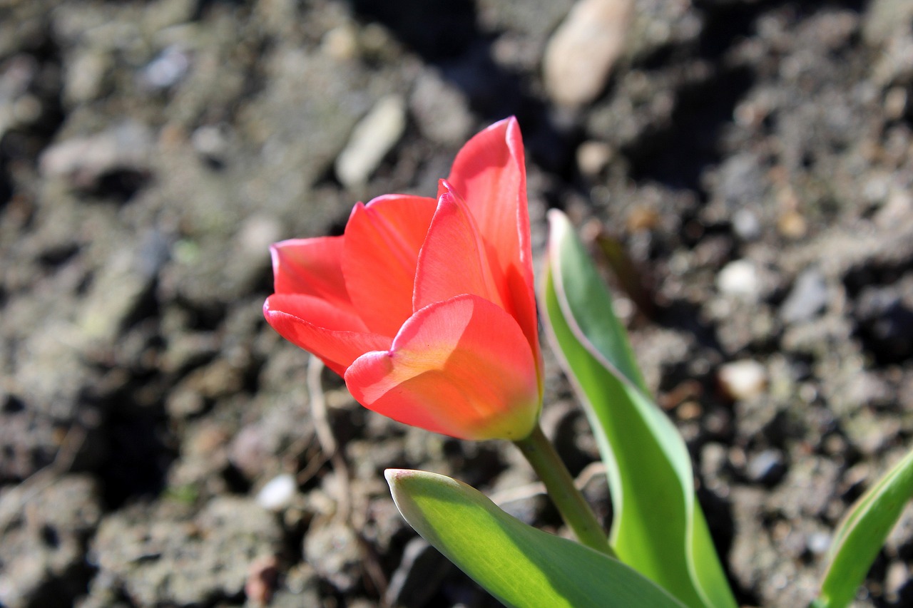 tulip spring flowers spring free photo