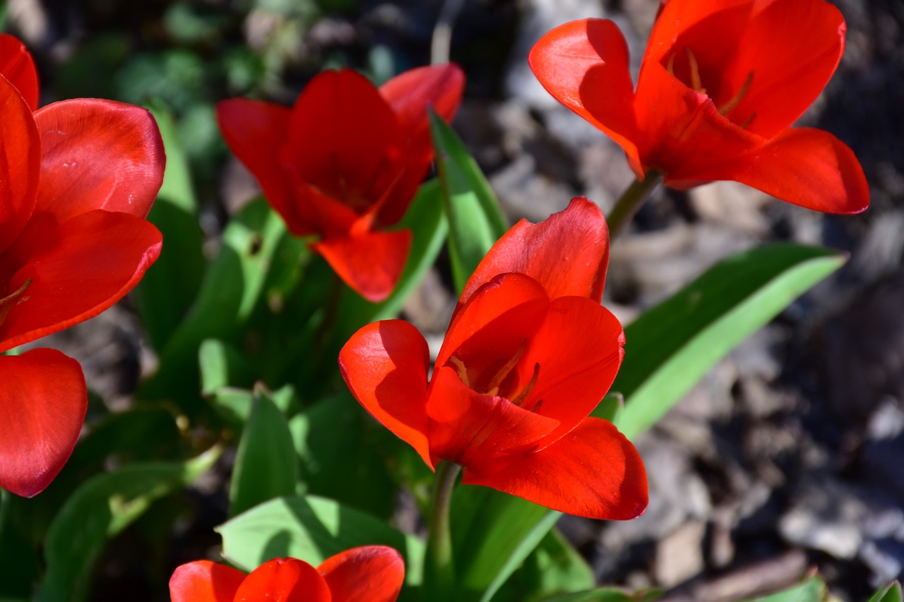 tulip flower plant free photo