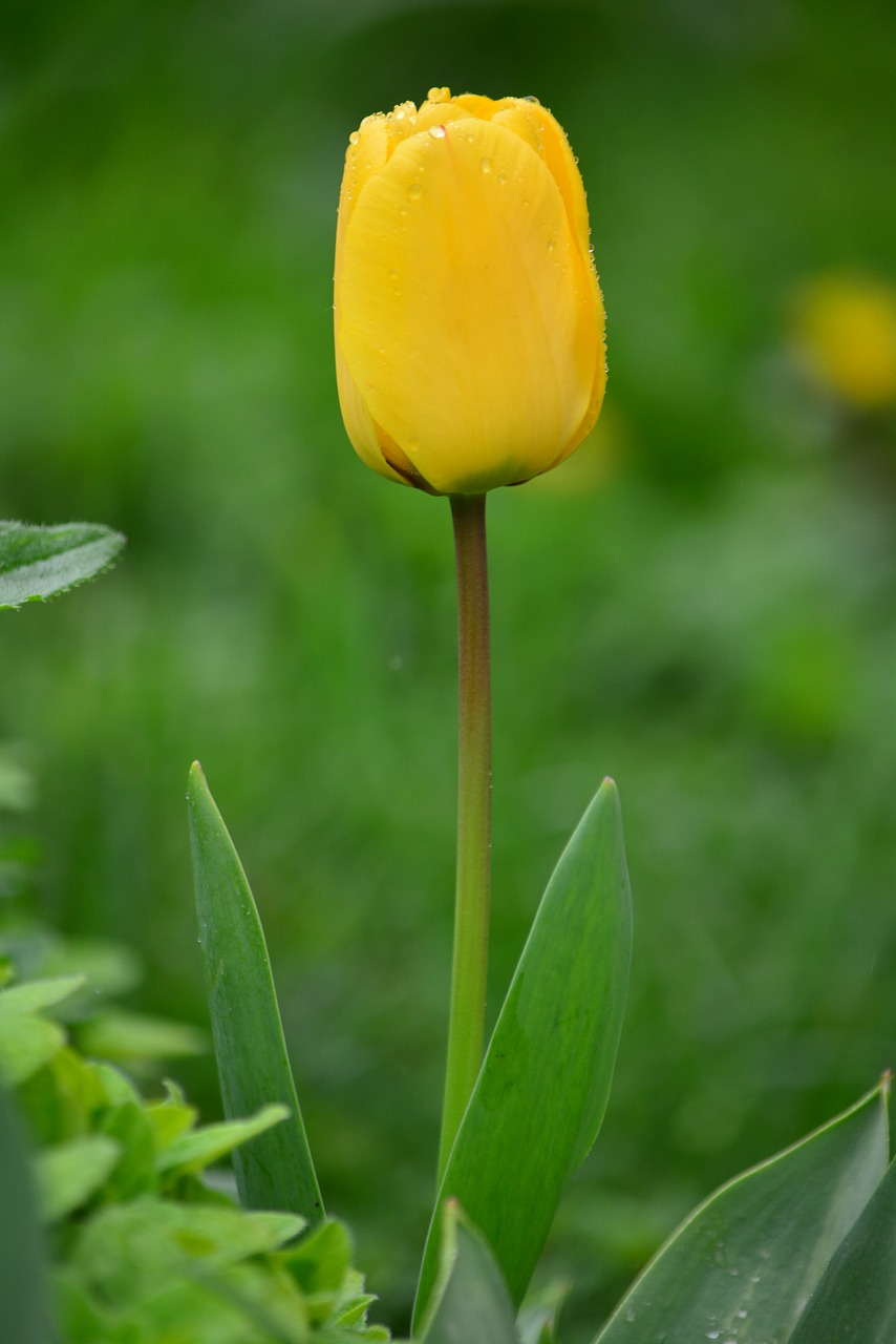 tulip critter raindrops free photo