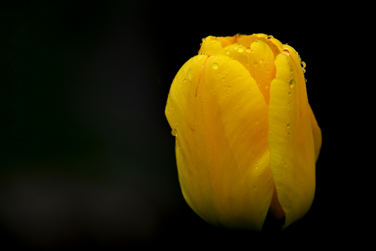 tulip flower raindrops free photo