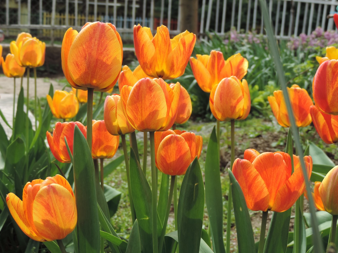 tulip garden flower free photo