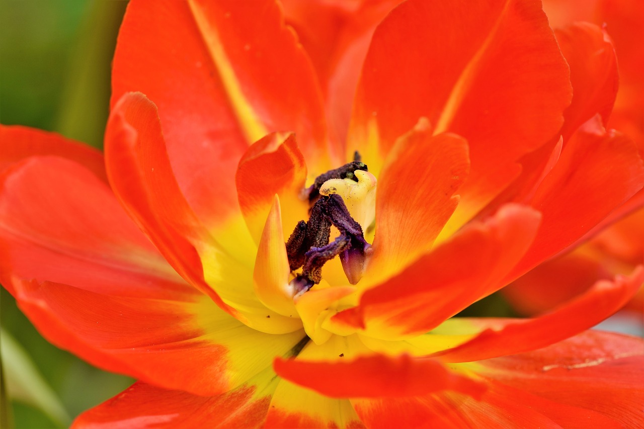 tulip  schnittblume  spring flowers free photo