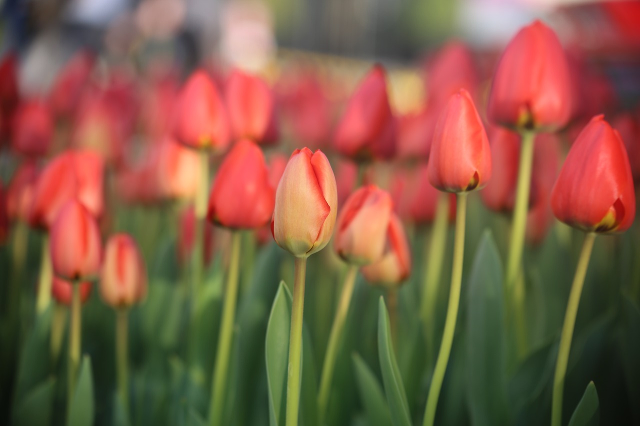 tulip  nature  flower free photo