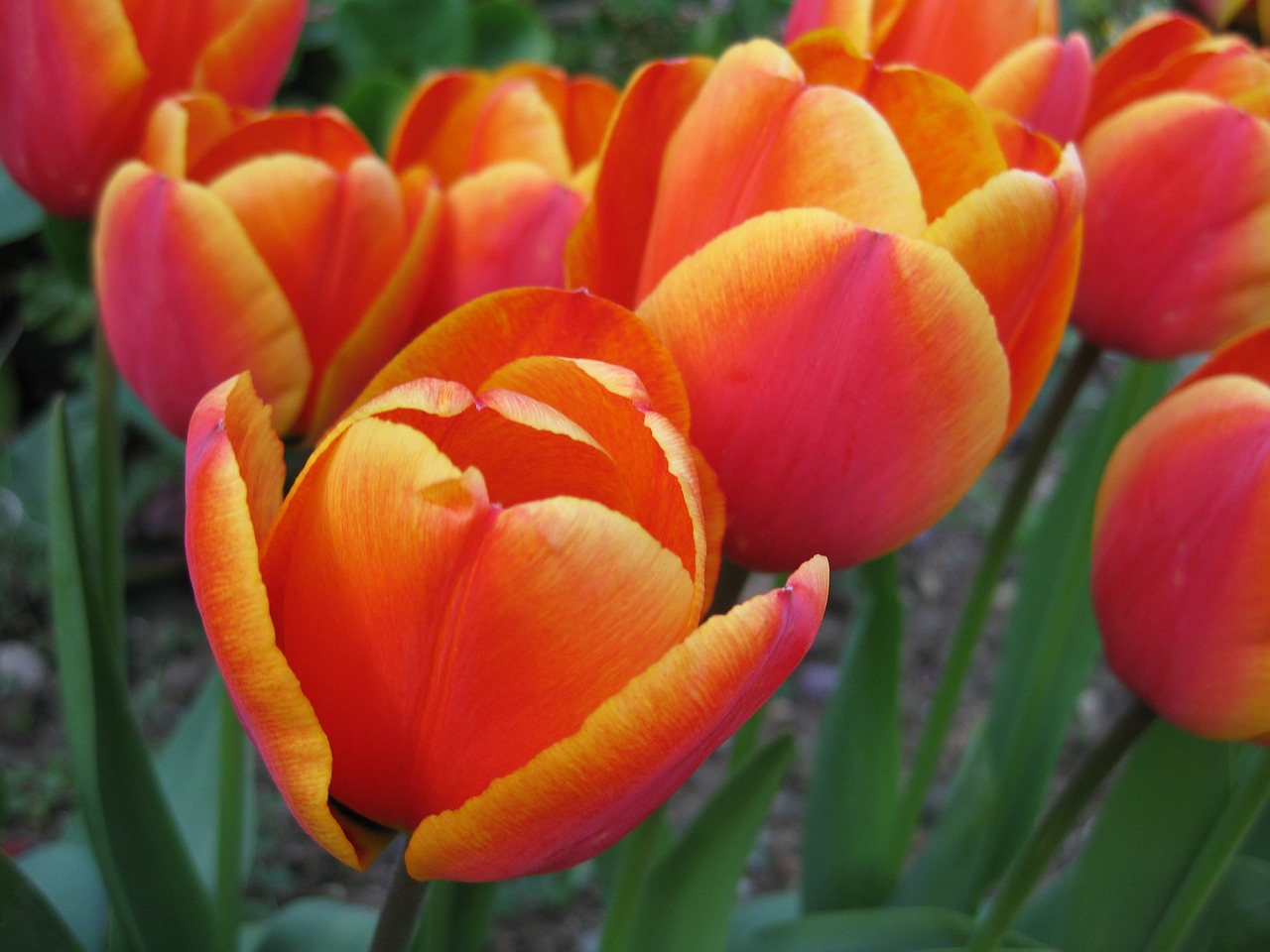 tulip  nature  garden free photo