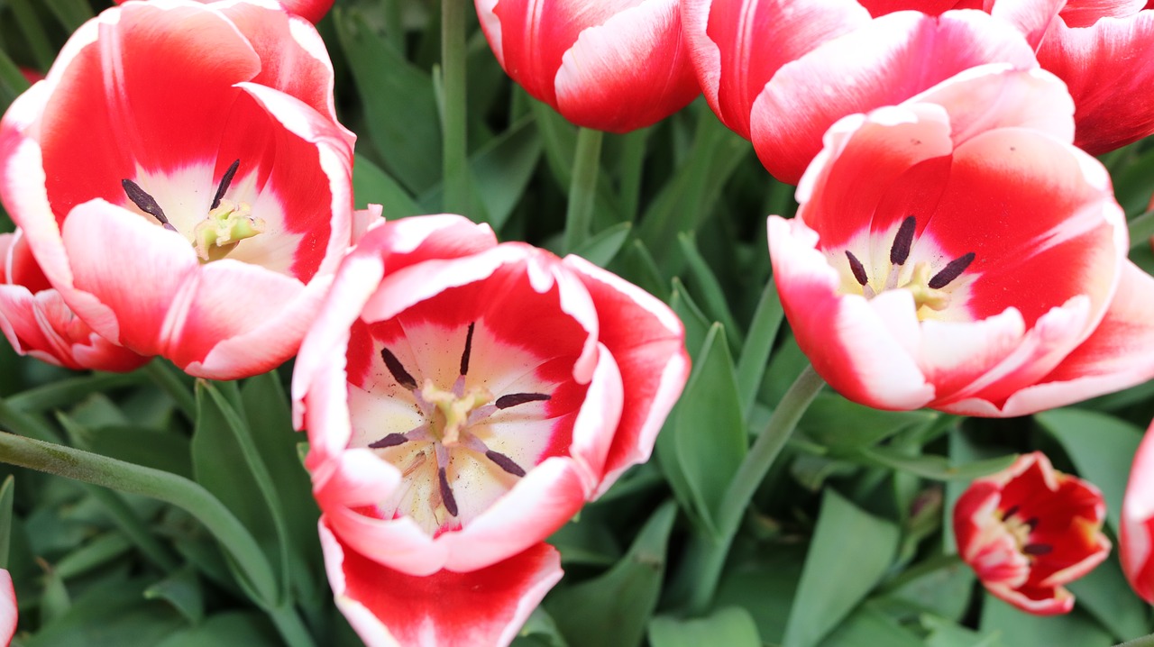 tulip  flower  nature free photo