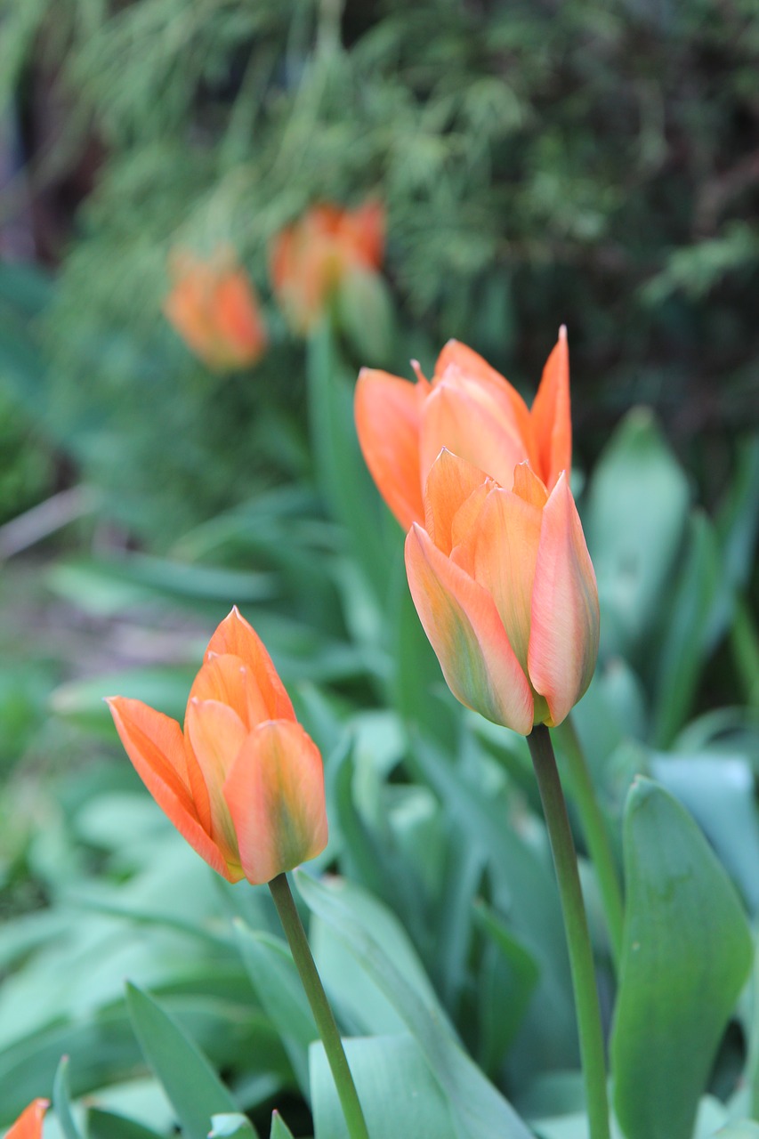 tulip  red tulip  flowers free photo