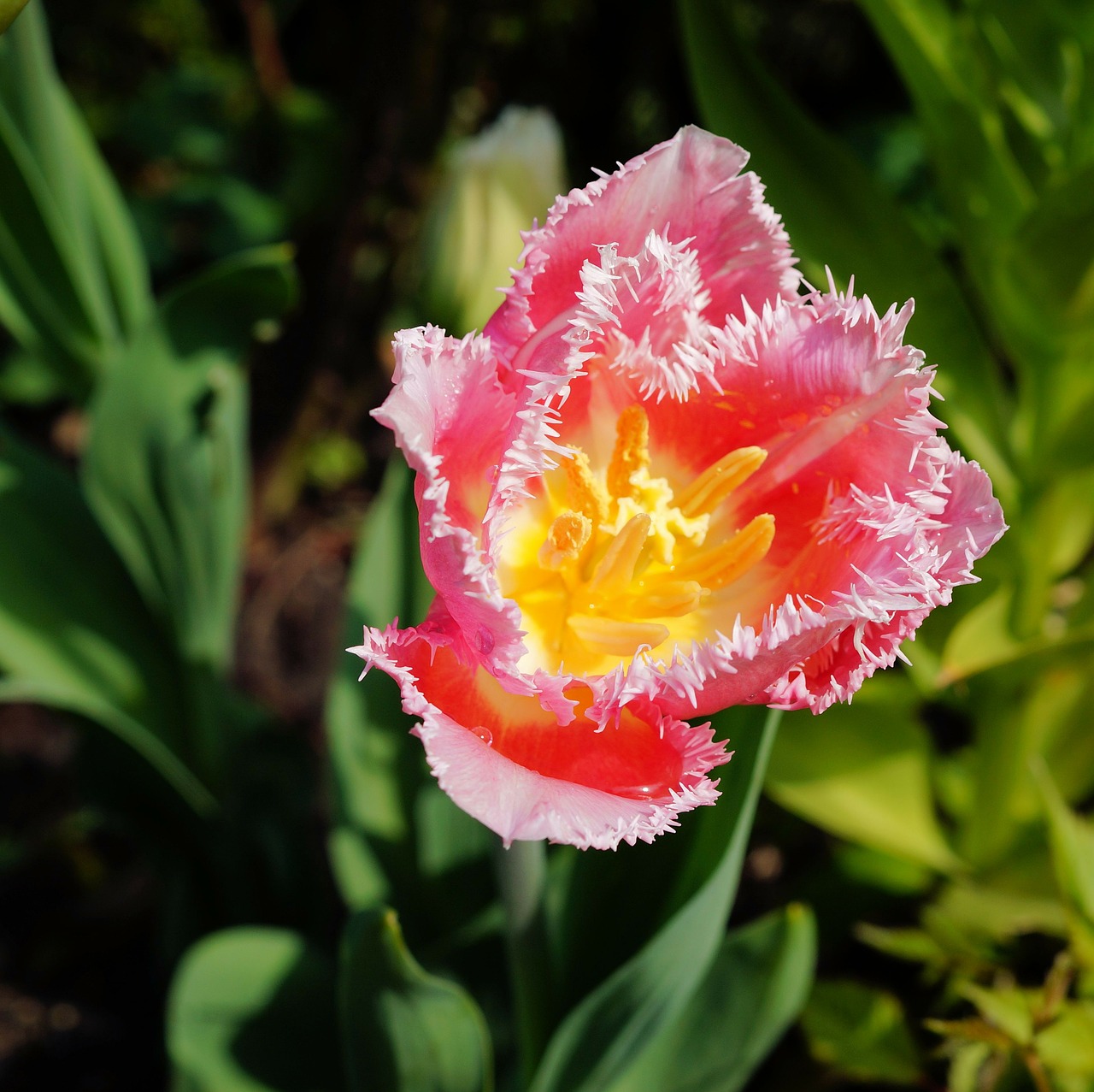 tulip flower blossom free photo