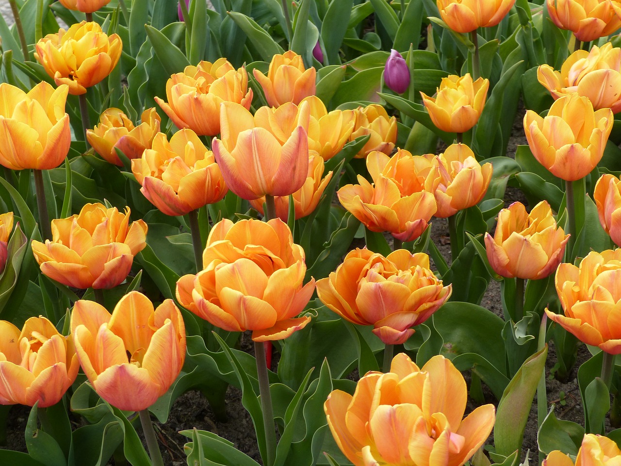 tulip  flower  plant free photo