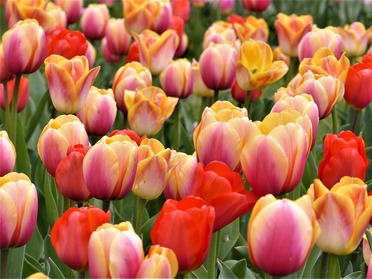 tulip  garden  nature free photo