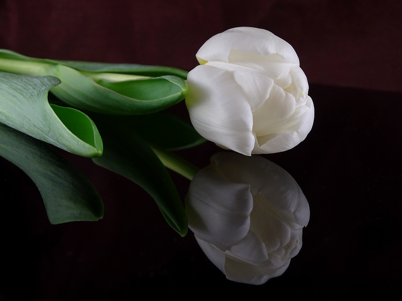 tulip  white  flower free photo