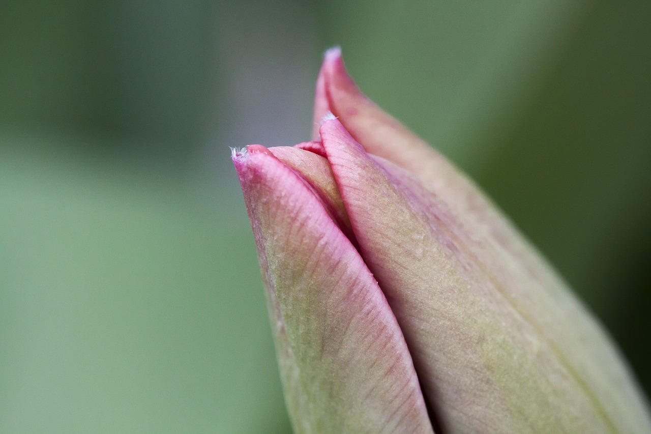 tulip  bud  lilies free photo