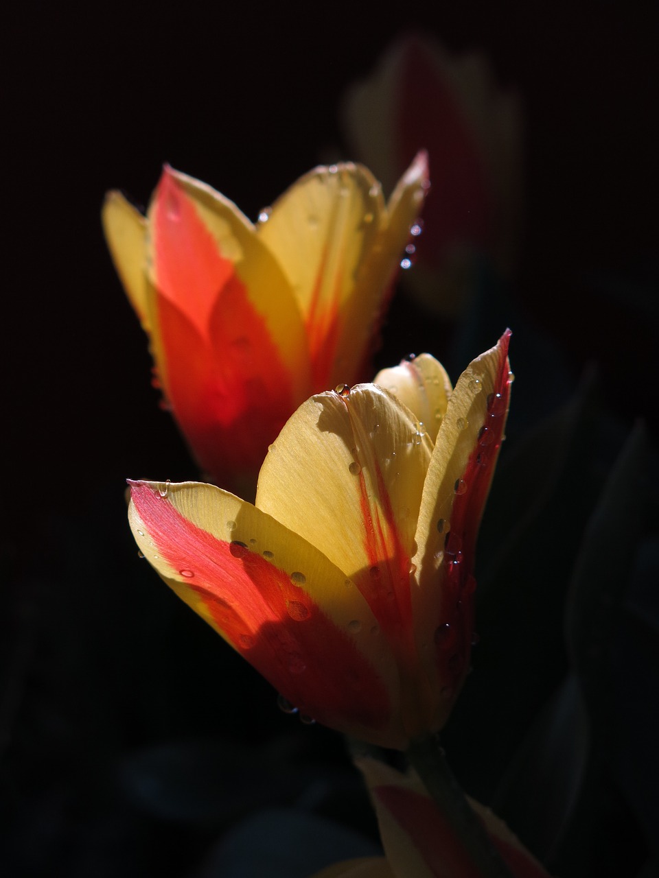 tulip  tulips  flower free photo