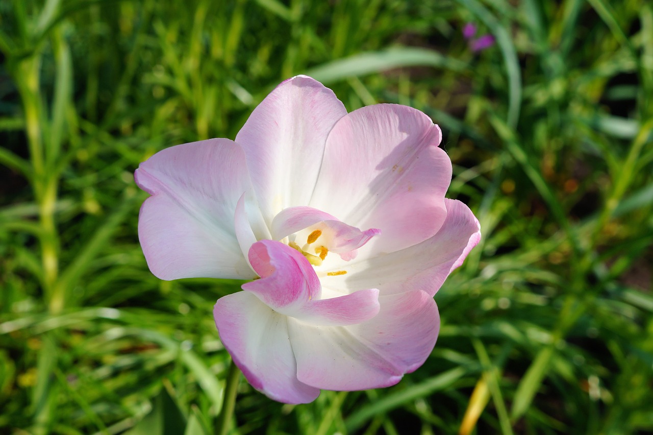 tulip flower blossom free photo