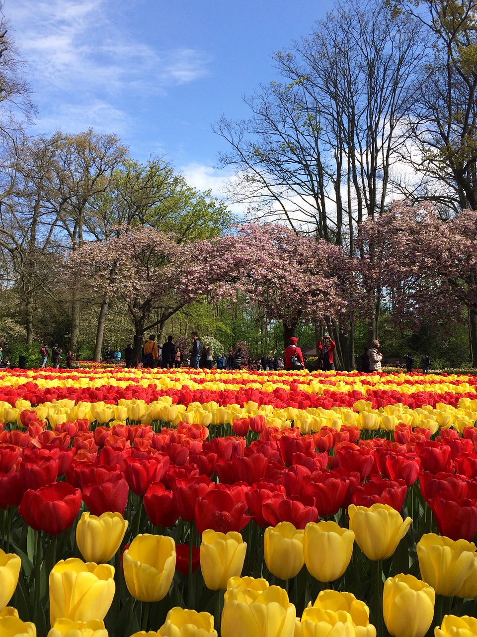 tulip  flower  garden free photo