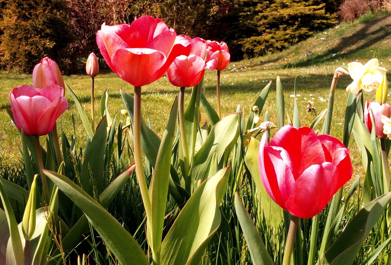 tulip  flower  nature free photo