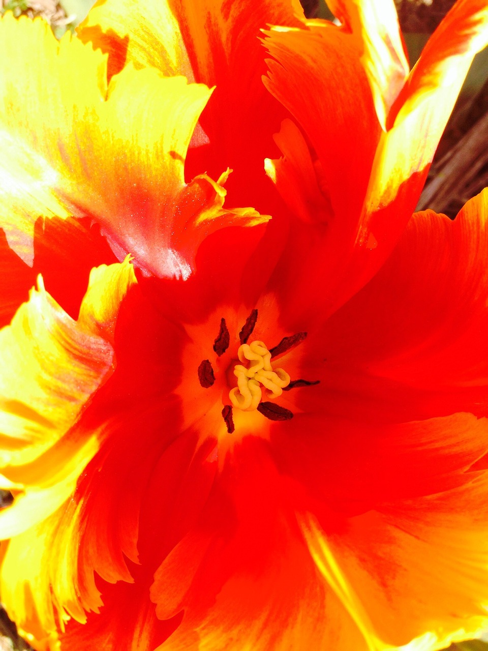 tulip flower sharpness game free photo