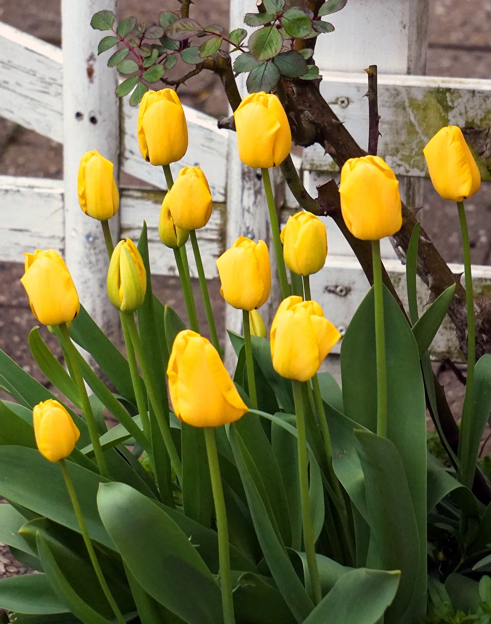 tulip  yellow  flower free photo