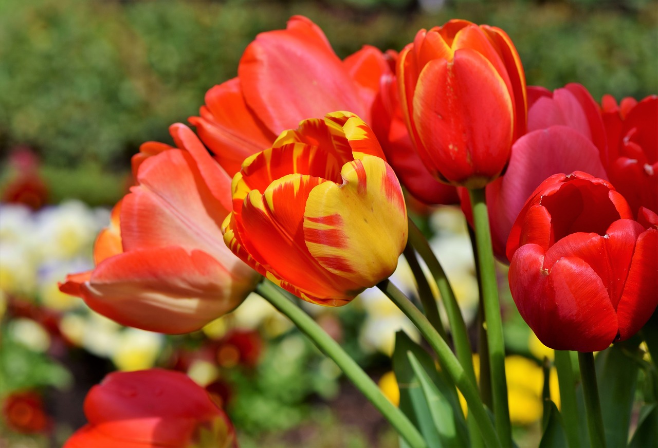 tulip  tulip bouquet  blossom free photo