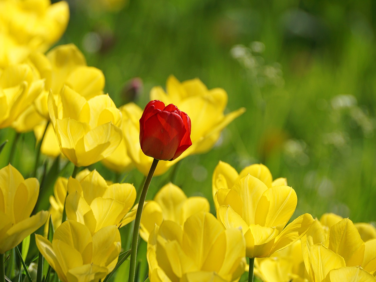 tulip  red  tulips free photo