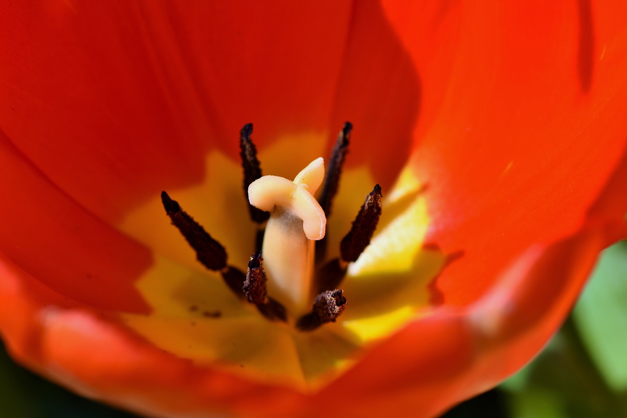 tulip  schnittblume  spring flowers free photo