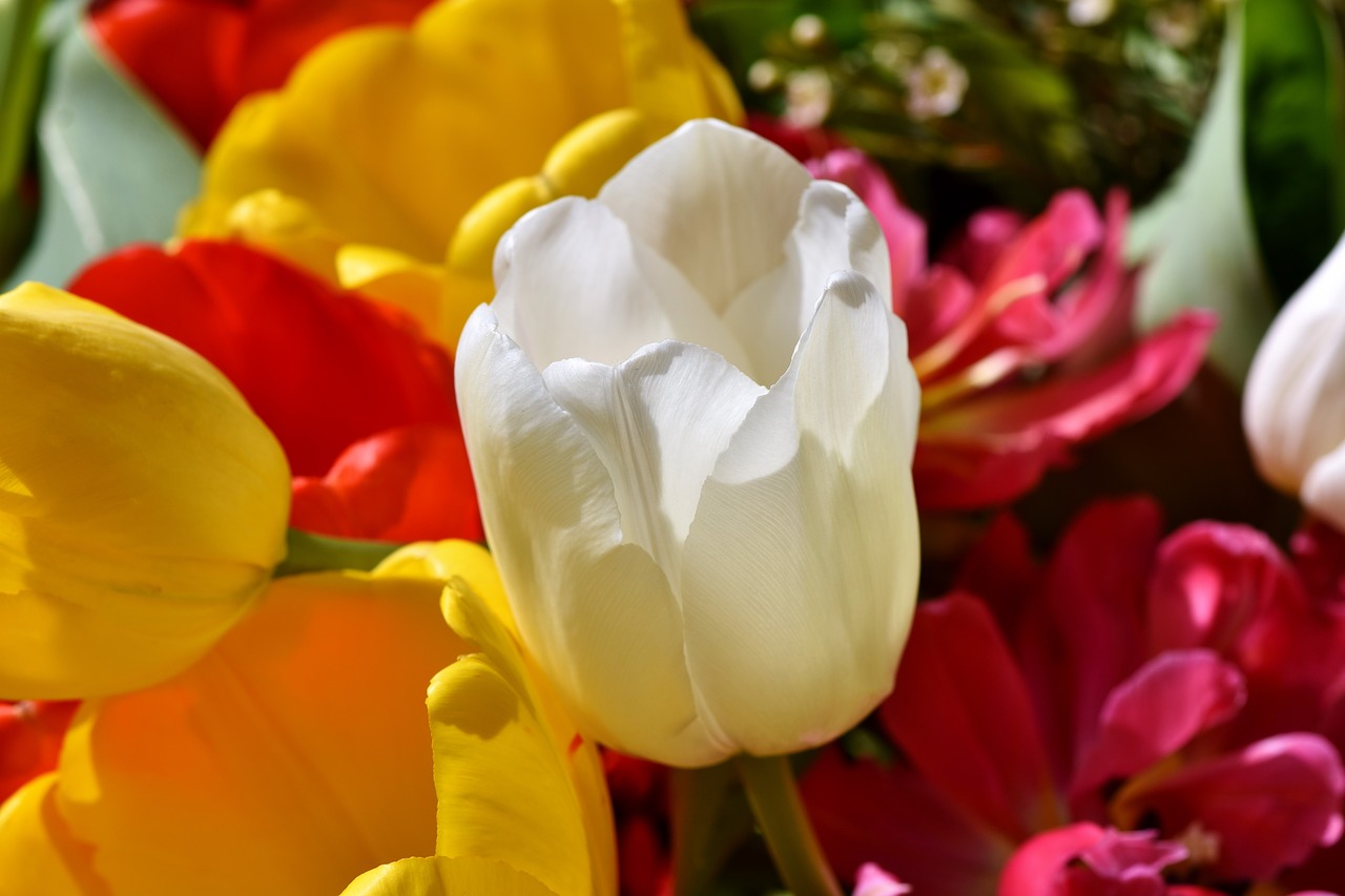 tulip  tulpenbluete  blossom free photo