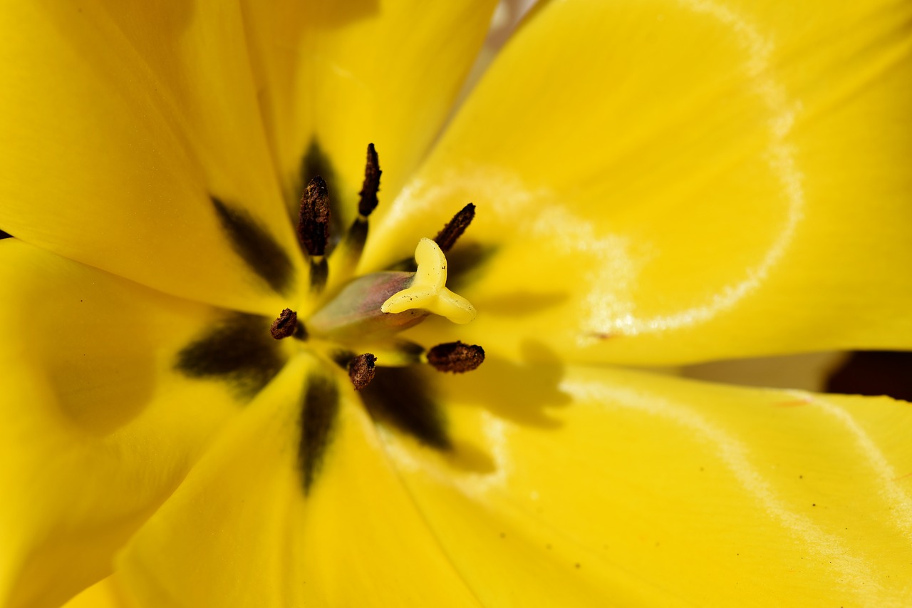 tulip  schnittblume  spring flowers free photo