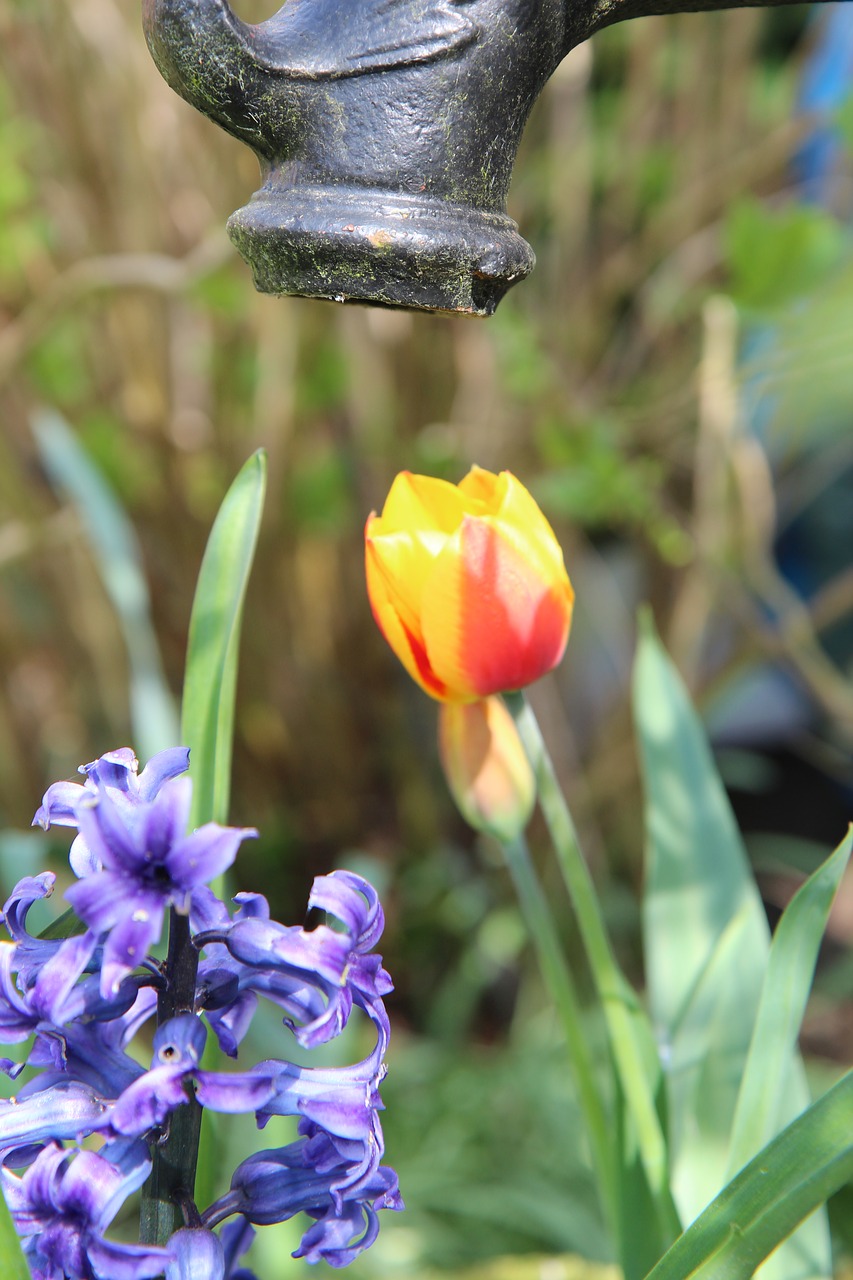 tulip  water pump  garden free photo