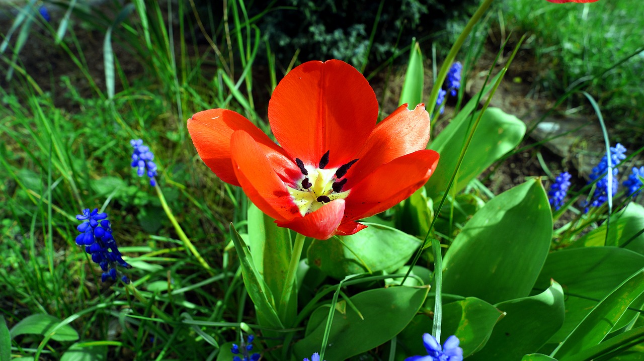 tulip  nature  flower free photo