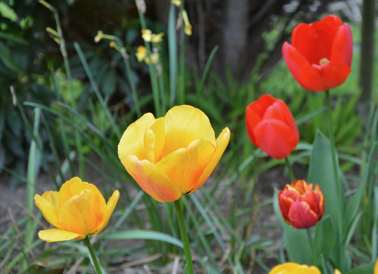 tulip  flowering  flowers flowers free photo