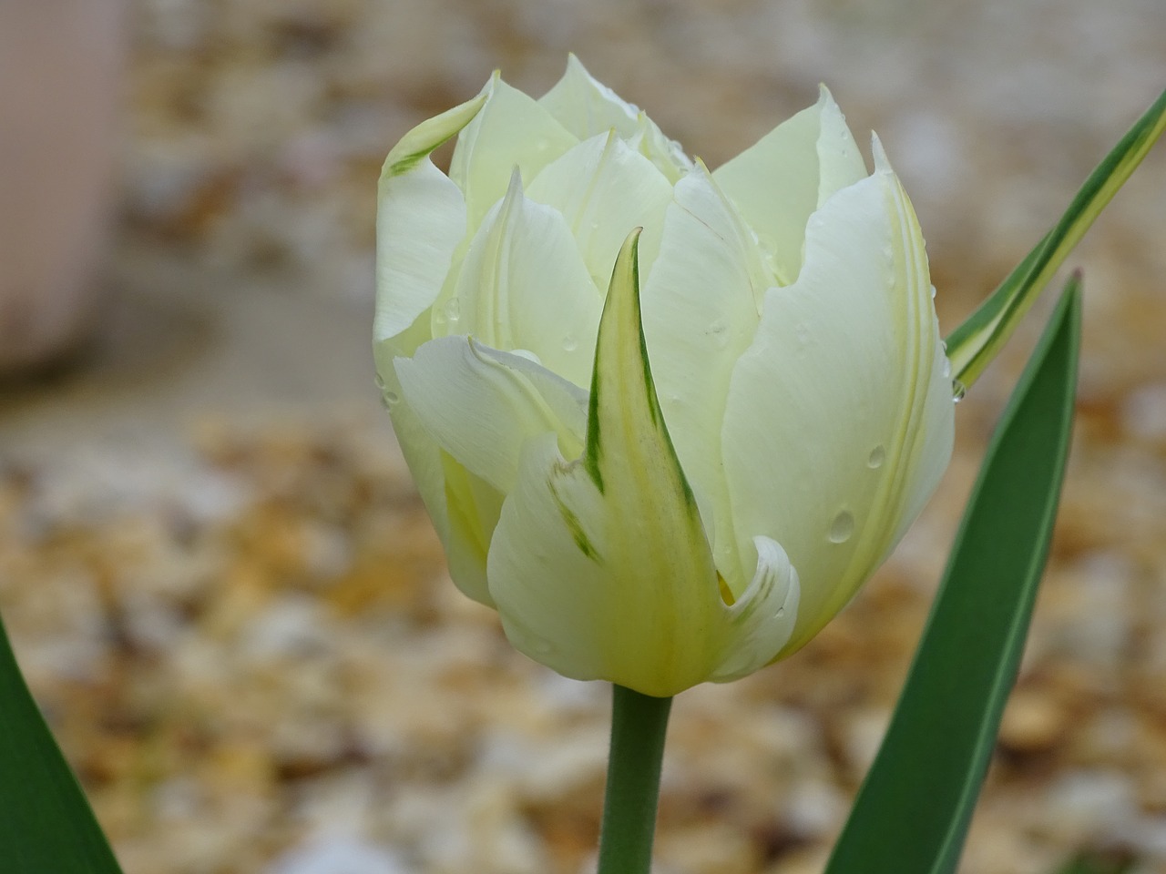 tulip  nature  flower free photo