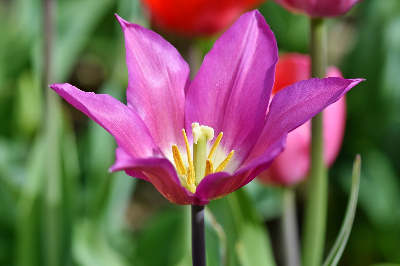 tulip  schnittblume  spring flowers free photo