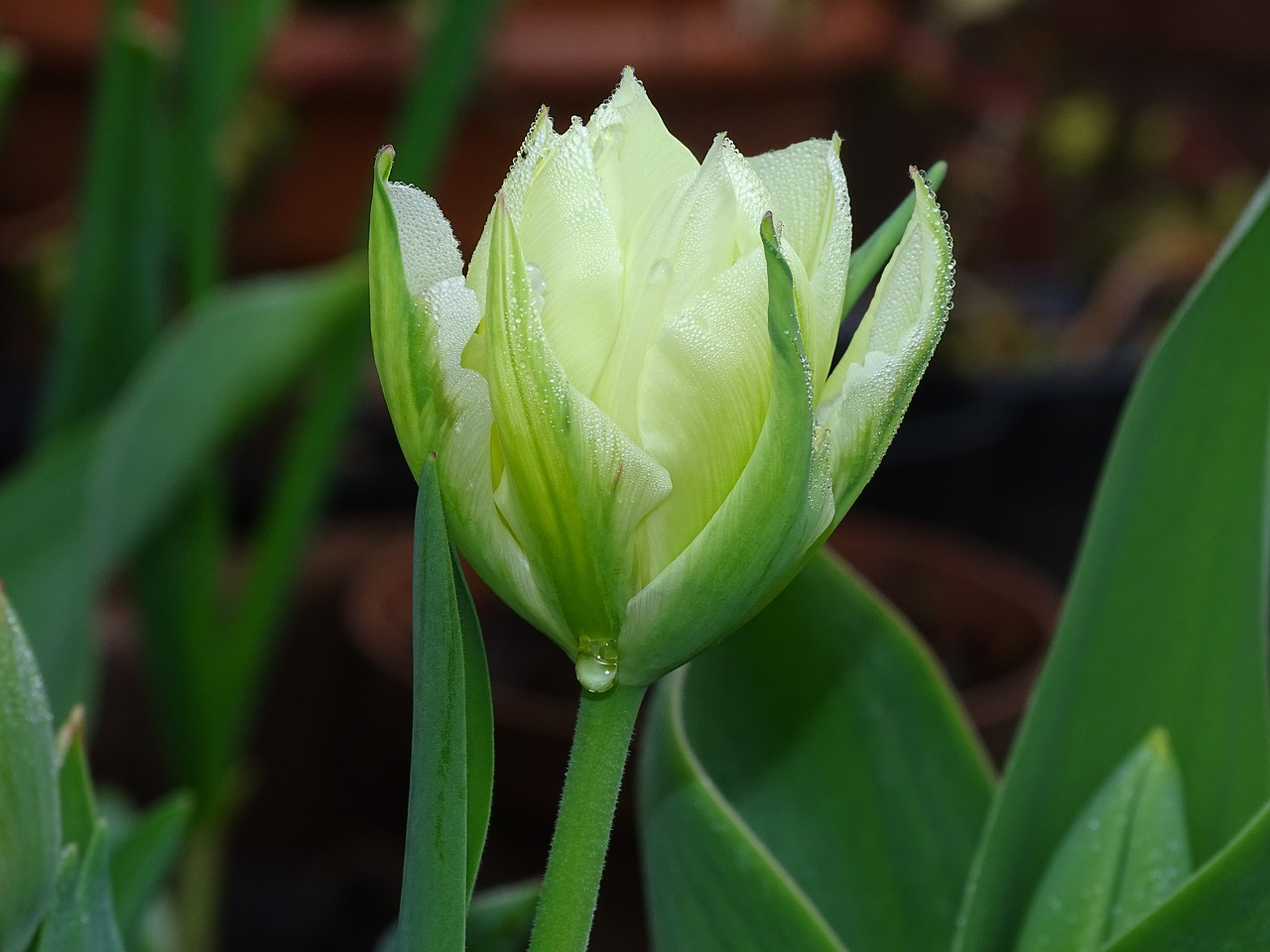 tulip  flower  blossom free photo