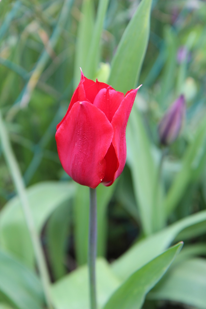 tulip  red tulip  red flower free photo