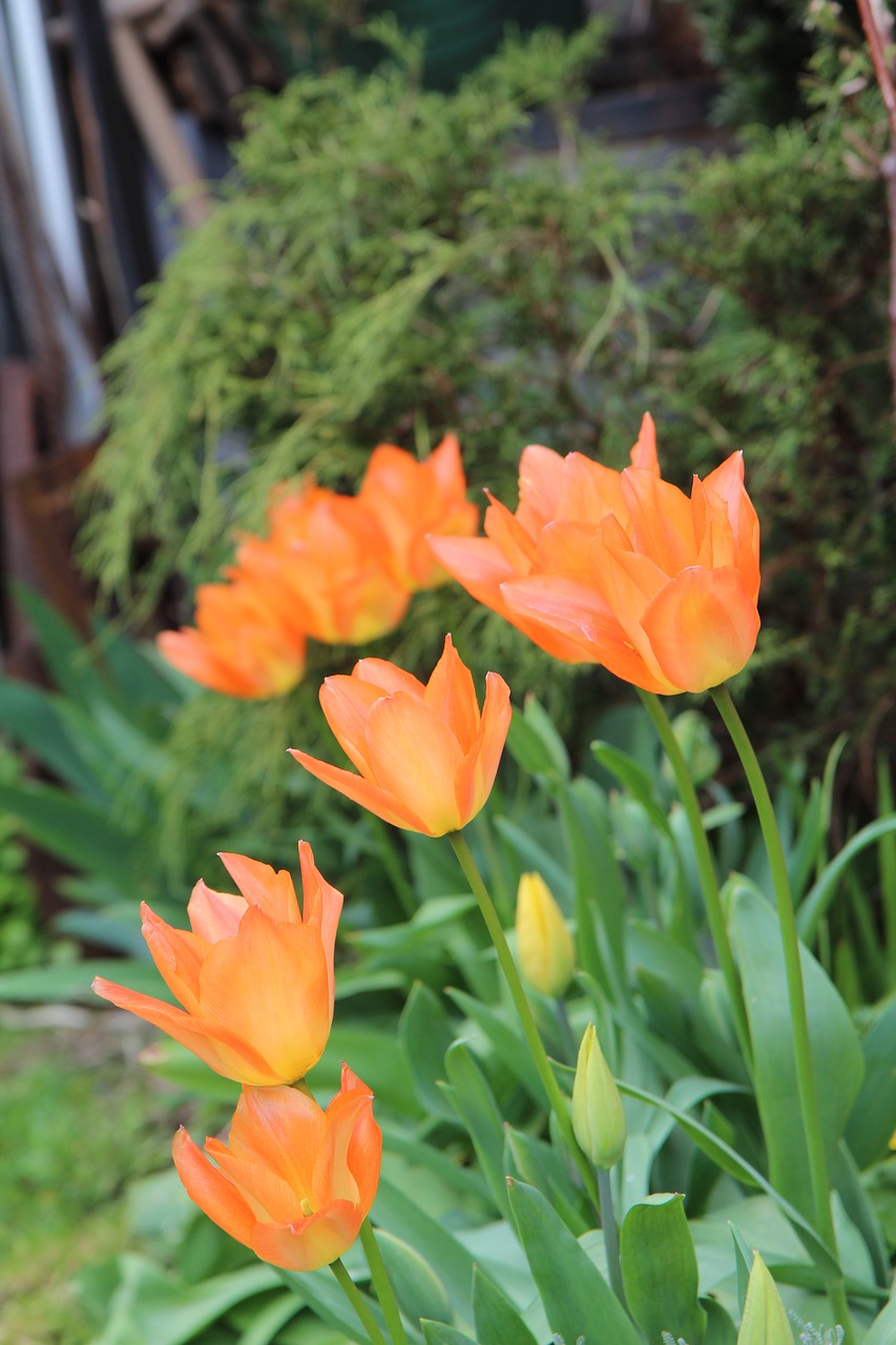 tulip  tulip orange  tulip spring free photo