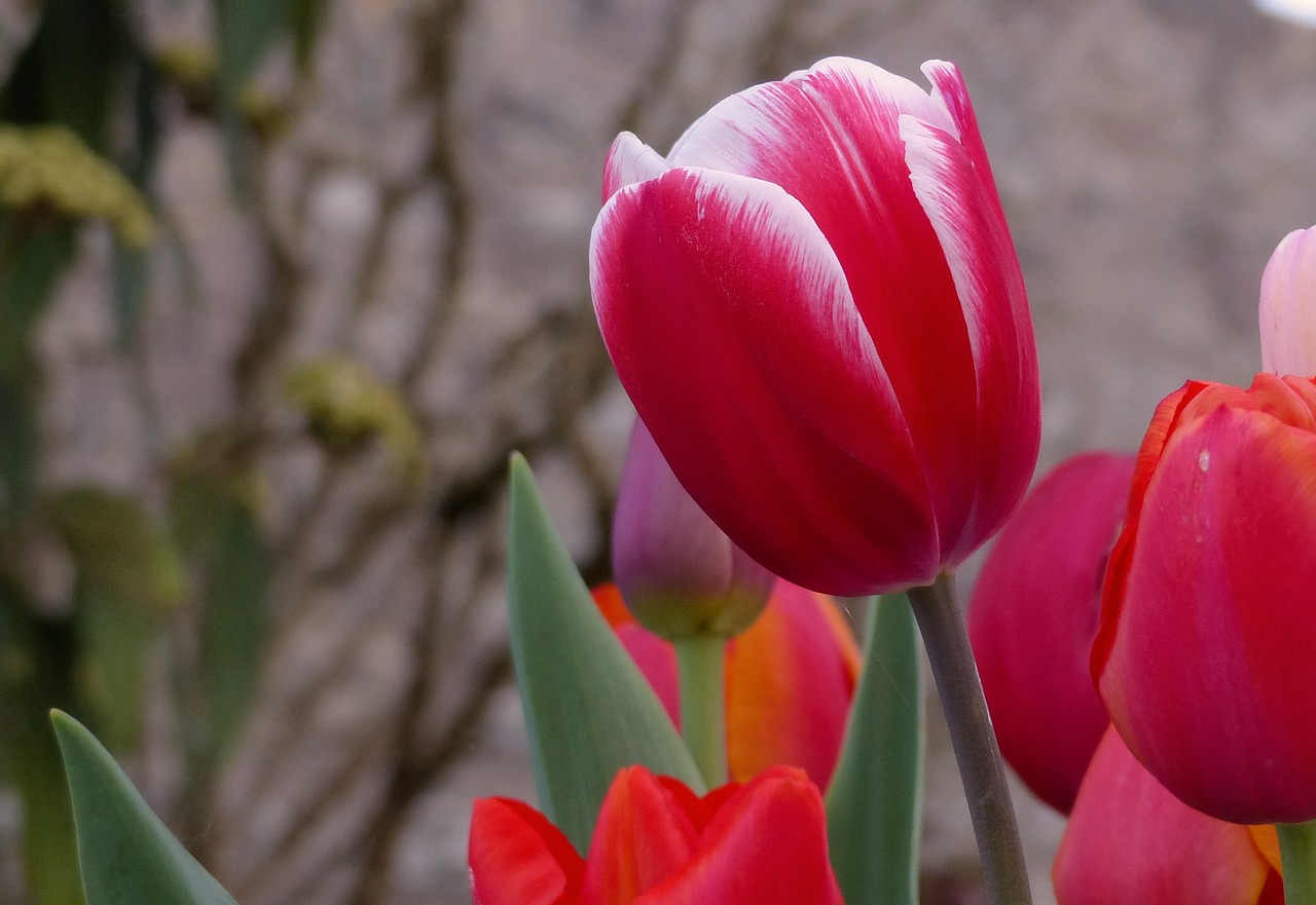 tulip  nature  flower free photo