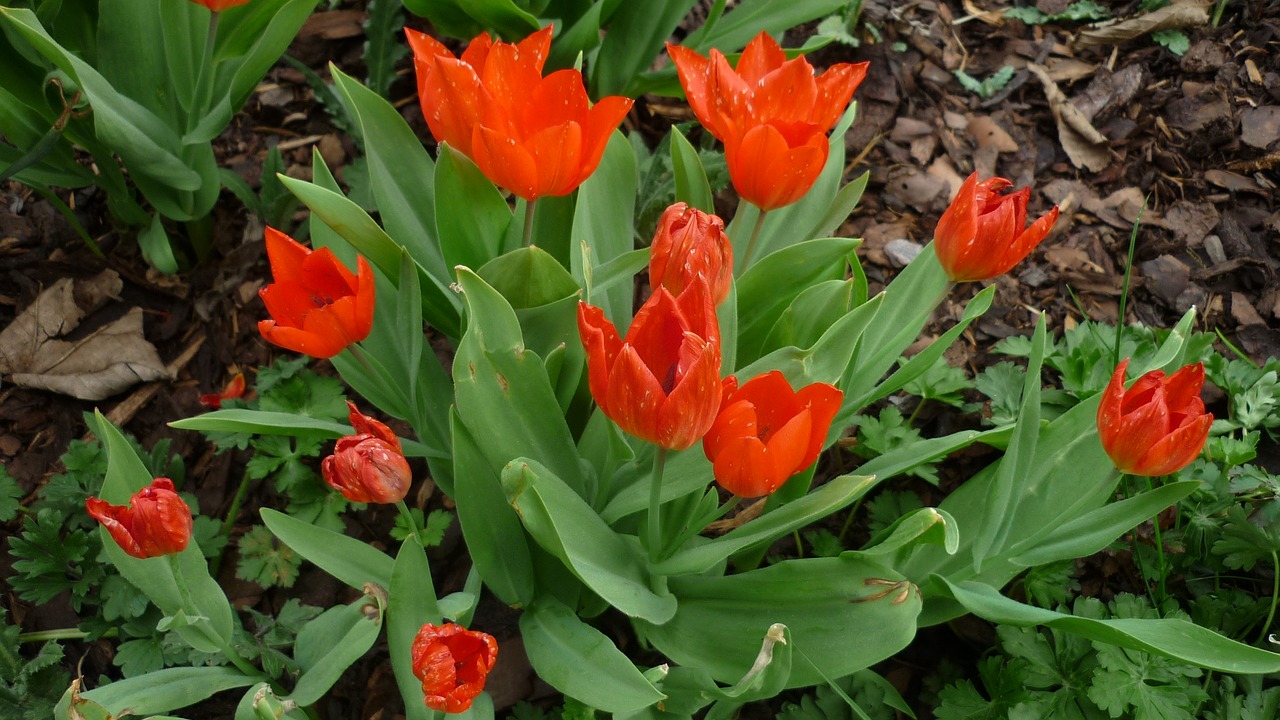 tulip  flower  blossom free photo