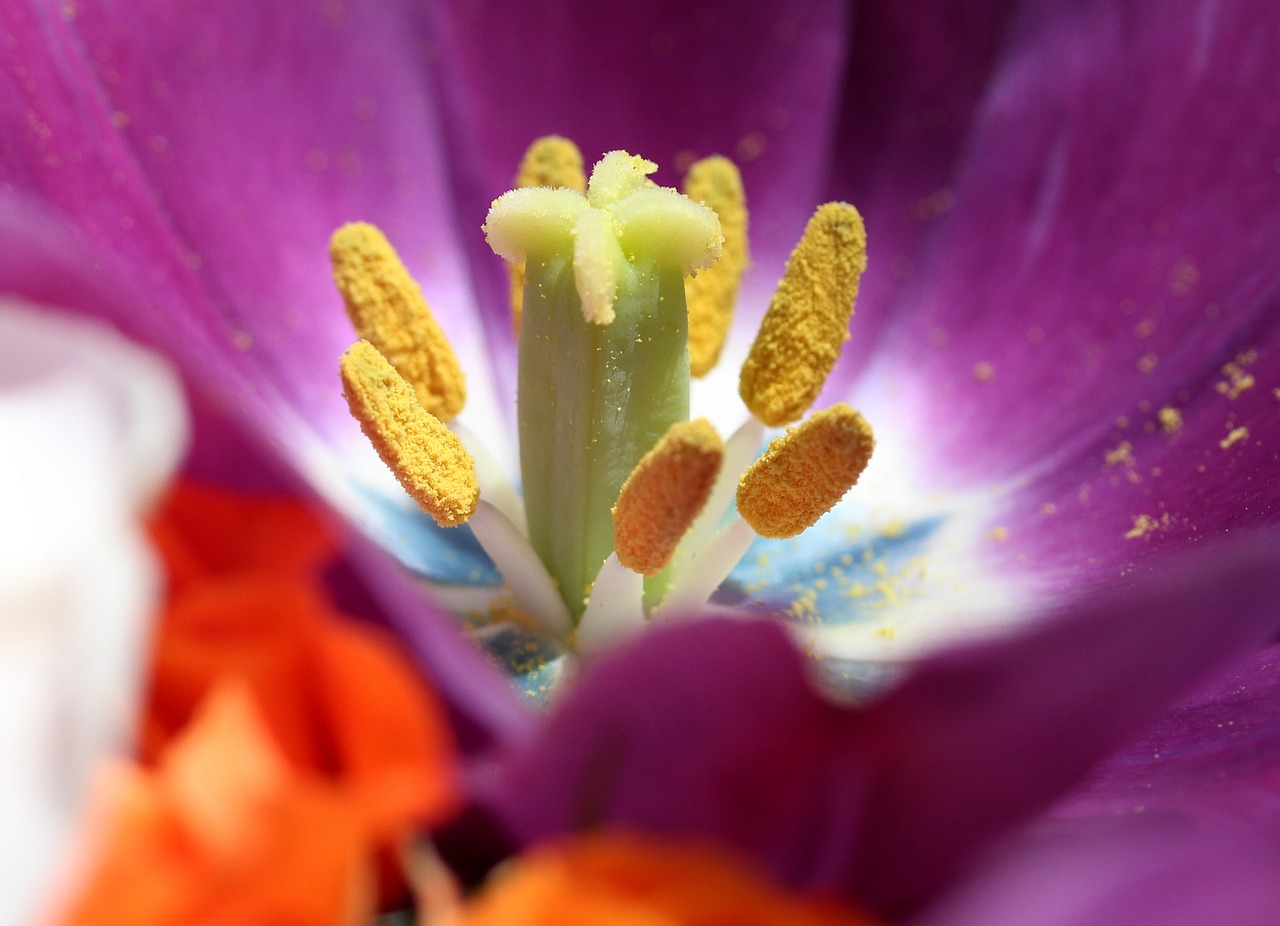 tulip  pollen  interior free photo
