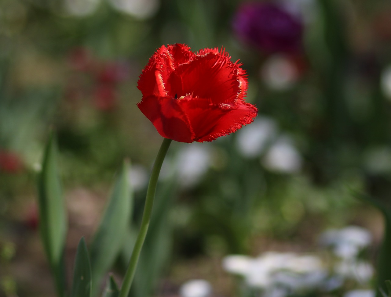 tulip  red  flowers free photo