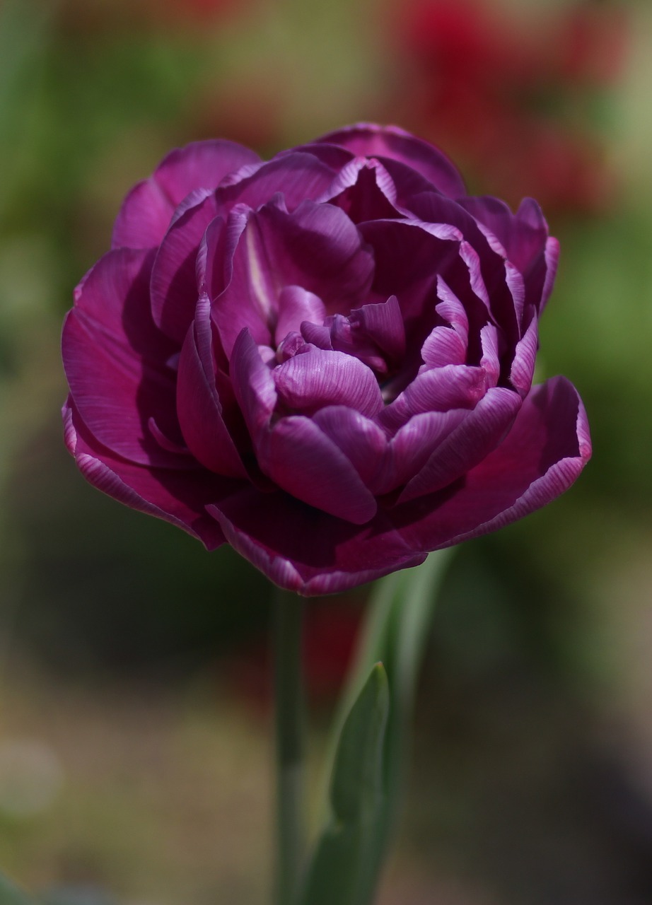 tulip  mov  flowers free photo