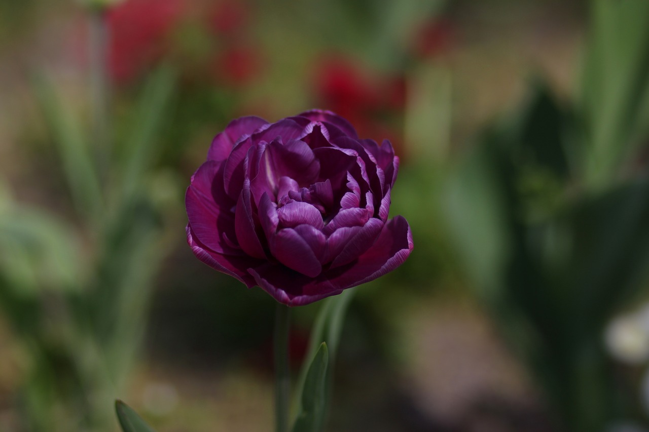 tulip  mov  flowers free photo
