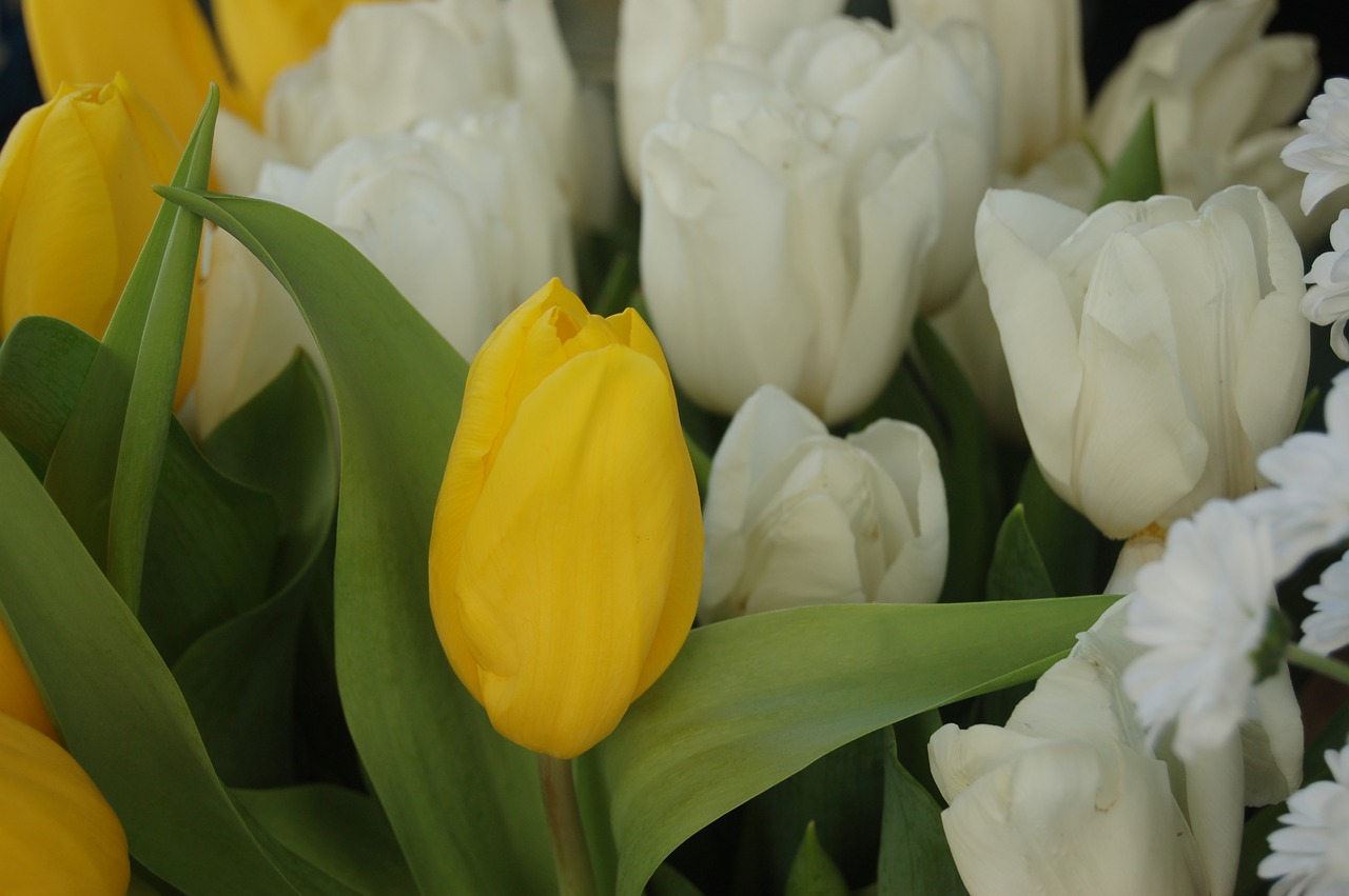 tulip  flower  white flowers free photo