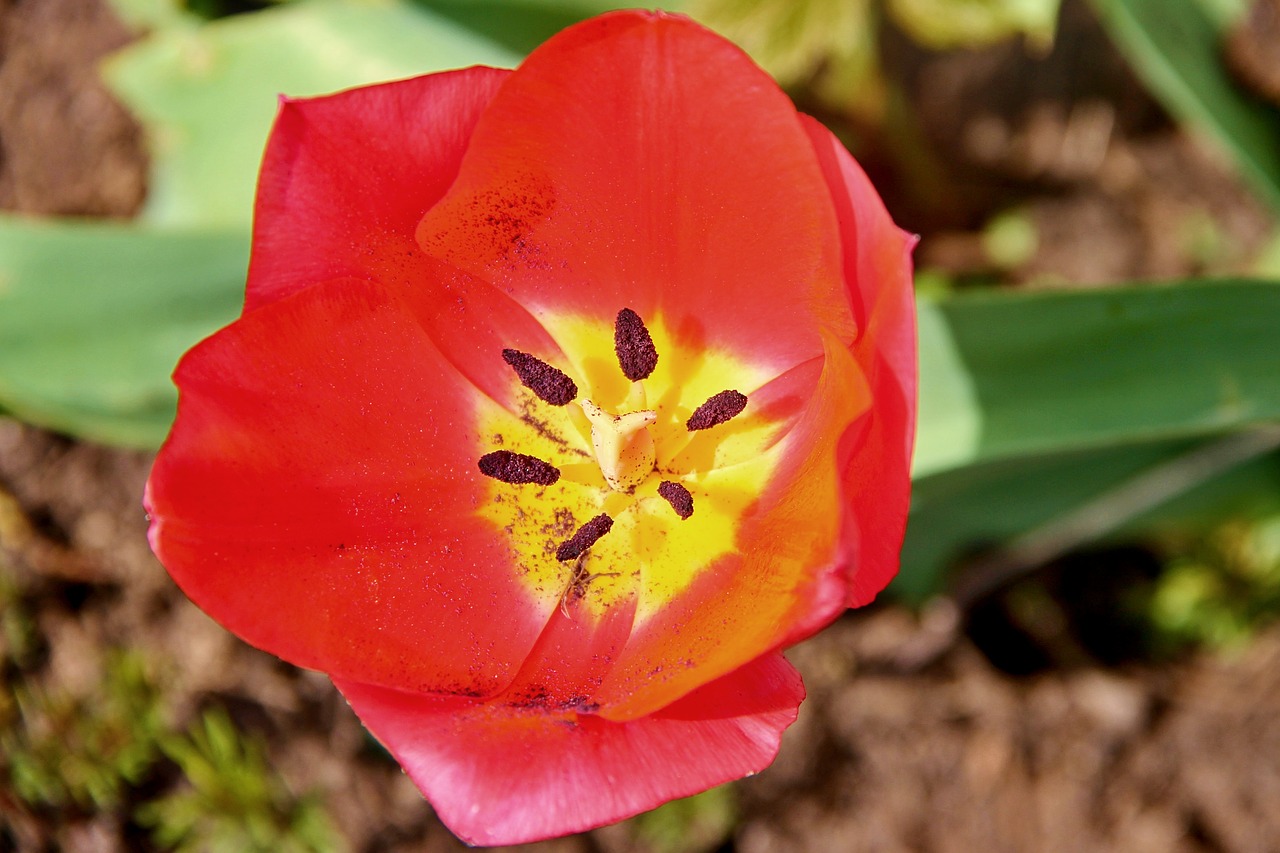 tulip  red  blossom free photo